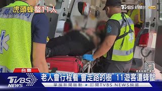 老人會行程看「會走路的樹」 11遊客遭蜂螫｜TVBS新聞 @TVBSNEWS02