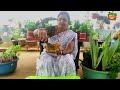 రింబోల రింబోల ఈ కారం గోల making process of star fruit pickle fruitrecipes ach gardening vlogs