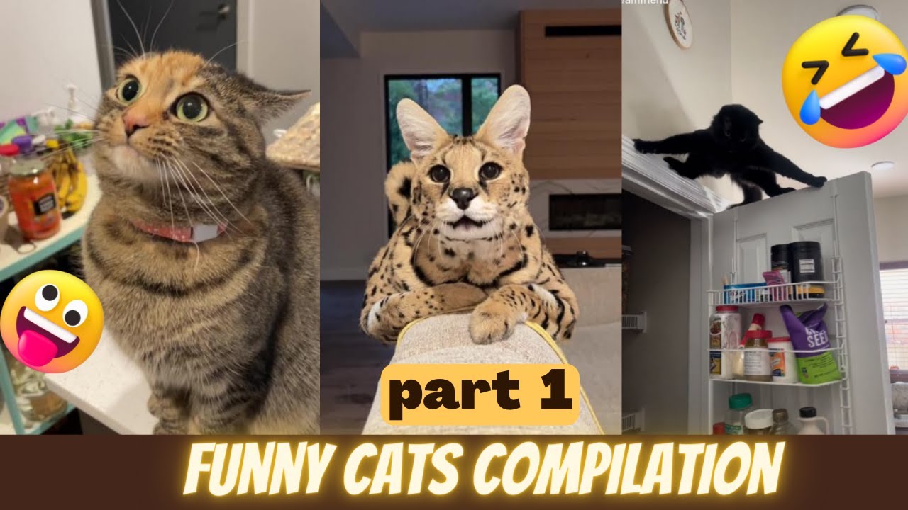 Cutest Cat Videos Ever Funny Cats Compilation Youtube