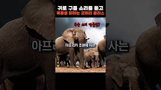 폭풍 소리듣고 피신하는 코끼리의 미친 청각