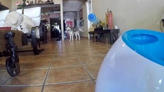 Husky Plays With iFetch Automatic Dog Ball Launcher!