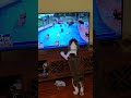 Cute dog reacting to dogs on tv