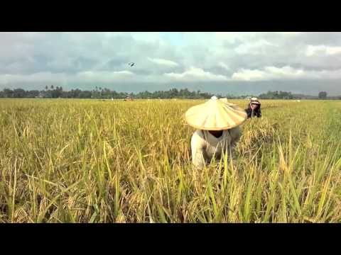 How rice is made How rice is made