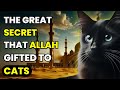 10 AMAZING MYSTERIES of CATS in ISLAM