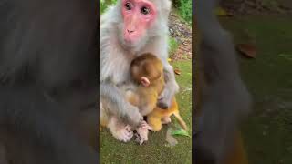 Hope You Remember Your Mom Seeing This 😍🥰🥺 #shorts #short #shortvideo #shortsvideo #monkey