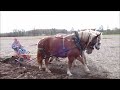 2015 Draft Horse & Mule Plow Day (full)