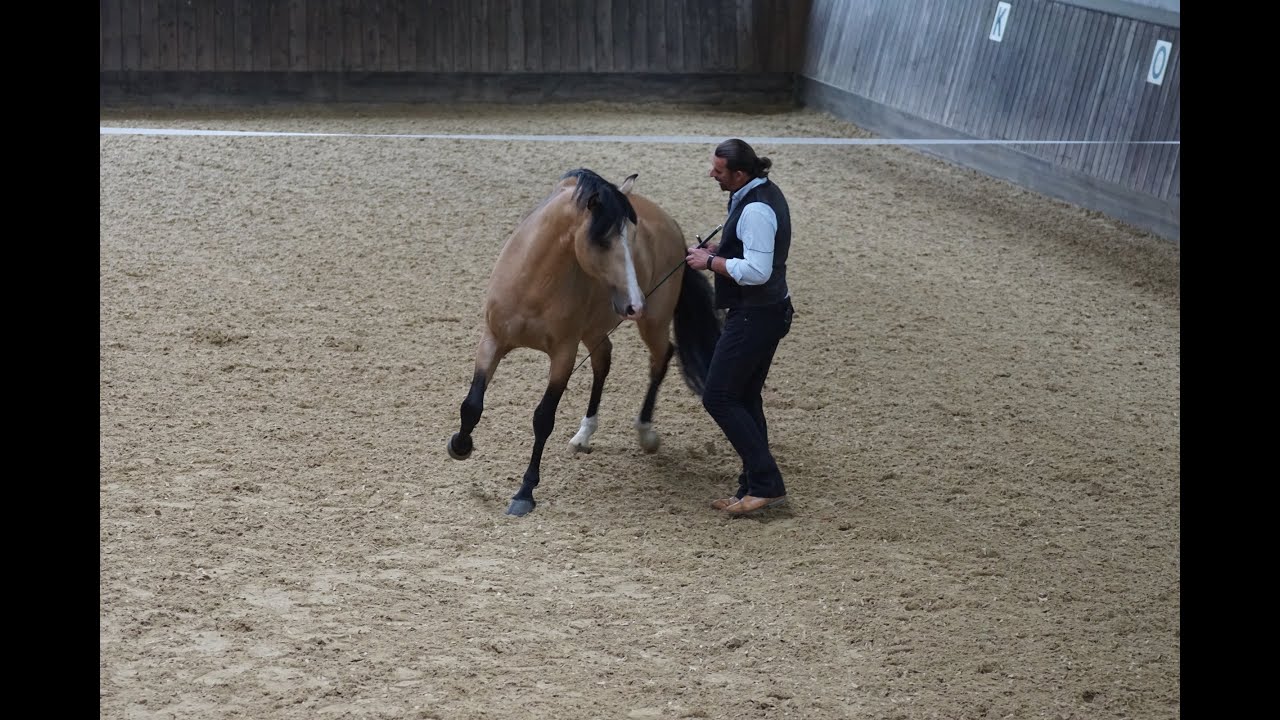 Faszination Freiheitsdressur Die Feine Verbindung Youtube