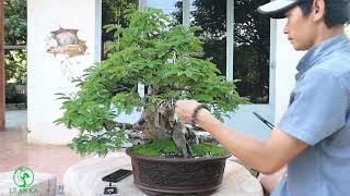 Xuống lá chỉnh sửa cho cây me bonsai