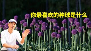 花友们最喜欢的种球到底是什么？大花葱、郁金香还是洋水仙？