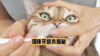 猫咪牙龈炎揭秘，原因与治疗方法一网打尽，铲屎官必看新手养猫必