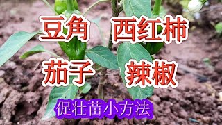 小家庭种瓜果类，缓苗期、蹲苗期、促苗期和开花期，肥水管理不同