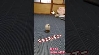 ♀姫ウズラの呼び鳴きに反応する♂姫ウズラ達