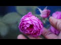 paneer rose growing tips பன்னீர் ரோஜா வளர்ப்பு முறை paneer rose