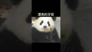 孔雀: 早知道就不炫了 #cutepandavideo #panda #funnypandavideo