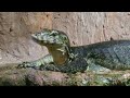 ミズオオトカゲの華麗な泳ぎスイ～～ターン！スイ～～ターン！　顔も可愛い～💛円山動物園　water monitor