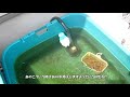 ＃7４　【シリーズ　メダカの飼い方】　第七回　餌やり水替え編　初心者の方向けにメダカの飼い方を配信していきます。