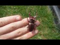 lucanus elaphus stag beetle hirschkäfer