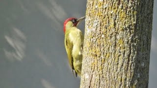 Grünspecht (Picus viridis) -  Green Woodpecker