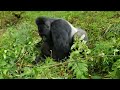 Amazing! Huge Gorilla mating small Monkey in log time