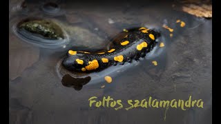 Foltos szalamandra