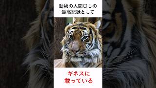 【動物雑学】地上最強の猫トラが強すぎてヤバいんだがwwz#shorts