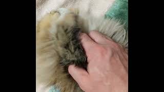 0173 A cute chinchilla golden Persian cat, her name is Hitomi.Distributed from Japan. #Shorts