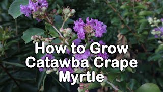 How to grow Catawba Crape Myrtle (Semi-Dwarf Purple Crape Myrtle)