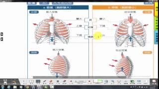 永中立哥生物教室6-1-2 人體呼吸系統+呼吸運動