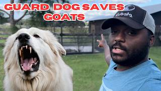 Guard Dog Kills Predator & Protects His Goats | WARNING Dont Lose Your Small Pets To These Predators