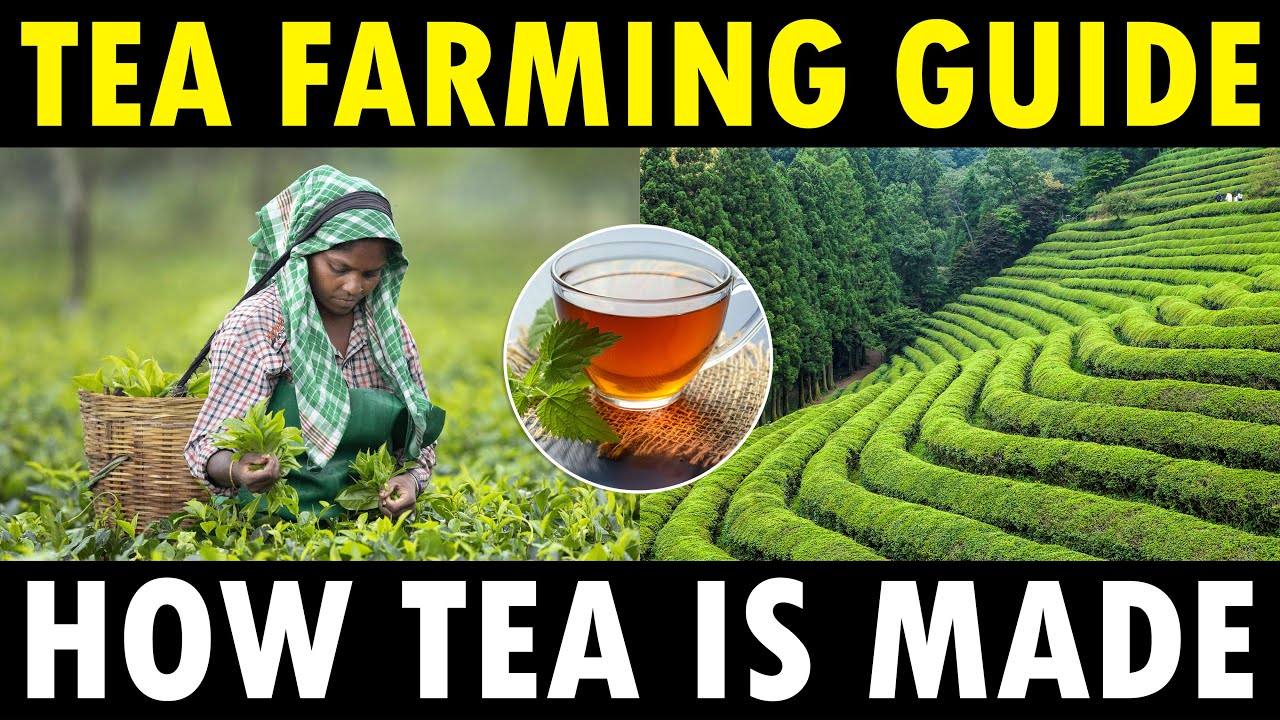 Tea Farming Tea Cultivation How Tea Powder Is Made Chords