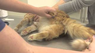 Differences Between Neutered \u0026 Un-Neutered Cats : General Cat Health