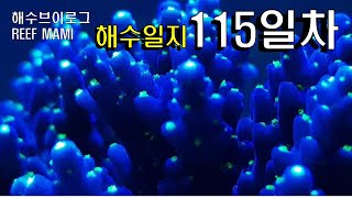 🌵산호키우기! 나나주얼리아크로와 샌드불가사리 봉달,물태기에는 봉달이최고임[해수마미][해수어키우기]