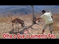 Olha O Que Aconteceu Com O Pedreiro Foi Mexer Com O Jumento