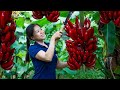 How To Harvest Red Jack Fruit & Goes To Market Sell | Gardening And Cooking | Lý Tiểu Vân