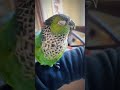 Cute conure parrot makes kissing sound