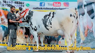 🏆60Ltr 💎Milk Capacity 🥇Champion HF Cow 🐄 with Competition Level available for Dairy Farming 💥💥