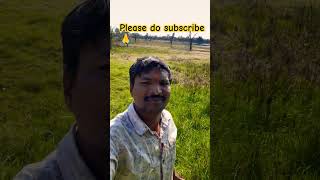 చెరువు లో నీరు కొంచం తగ్గింది🌲🌳🌱🌿🌾🌧️🥰🥰 friends #ytshorts #telugushorts #trending #agriculture#folk 🙏