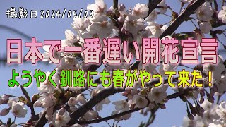 日本で一番遅い開花宣言？ようやく釧路にも春がやって来た！カワラヒワ・シメ【大人のお庭野鳥観察】