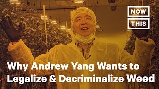 Andrew Yang Wants to Legalize and Decriminalize Weed and Shrooms | NowThis