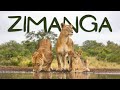 The best lion sighting of my life at ZIMANGA Private Game Reserve!