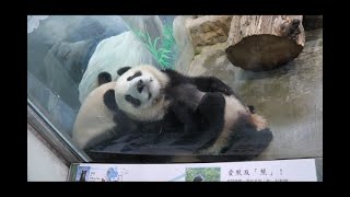 20220121 圓圓圓寶一起嚕 母女競相磨屁股 Giant Panda Yuan Yuan \u0026 Yuan Bao