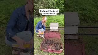 Bees Packed in a Suitcase