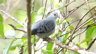 Blue Ground Dove - Chaguaramas - Apr 27 2019