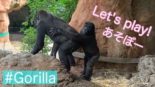 Young Gorilla Plays With His Sister お姉ちゃんと遊ぶ子供ゴリラ