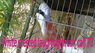 White crested laughingthrush call 73