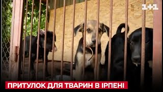 🐱🐕Сверхсовременный приют в Ирпене для спасенных животных!