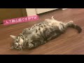 床暖房があったかくて離れられない猫【アメリカンショートヘアー】