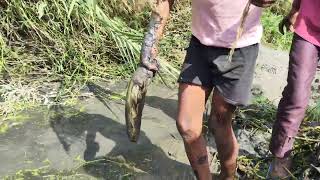 village children fishing Lanchi machli gadde se pakdi #fishhunting2 #machlipakdnekasabseaasantarika