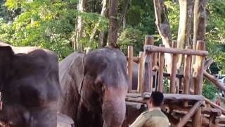 Gajah kawin di taman safari