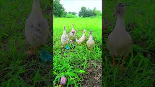 Take care of five little ducks in the cave #duckling #funnyvideo #short